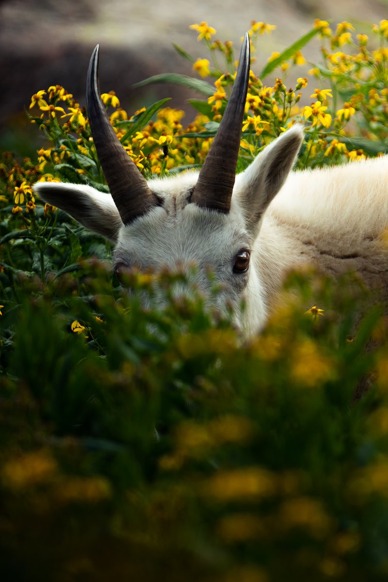 Sigma_Photo's tweet photo. Colorado-based photographer @Welshman_P captures incredible shots with his SIGMA 100-400mm DG DN OS | Contemporary paired with a Sony A7RIII 🐑

This lens is currently $50 off for our August Instant Savings!

To shop, visit https://t.co/jn95cdSbM1 https://t.co/lfWUVN514y