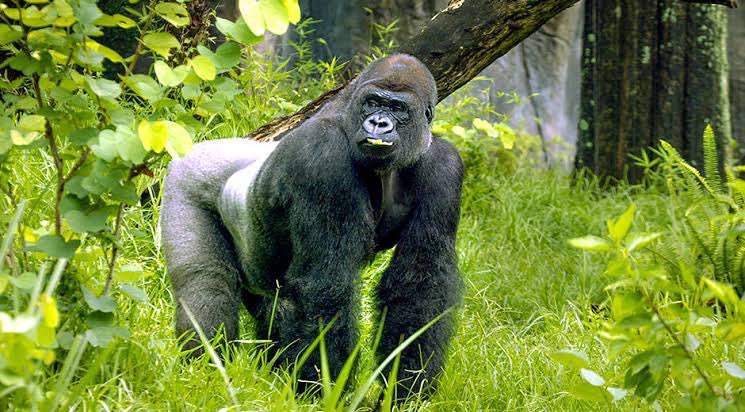 pmukasaofficial's tweet photo. Sometimes I am convinced to believe that feeding on fruits and vegetables will help in losing weight, but when I look at the size of Gorillas which are vegetarians, I call the pork guy. https://t.co/BPtSiyCDOc
