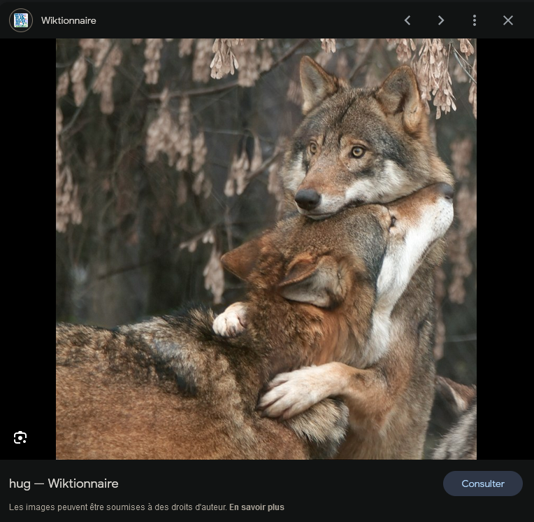 L'illustration de l'article wiktionnaire "hug", je fonds 🥹🐺