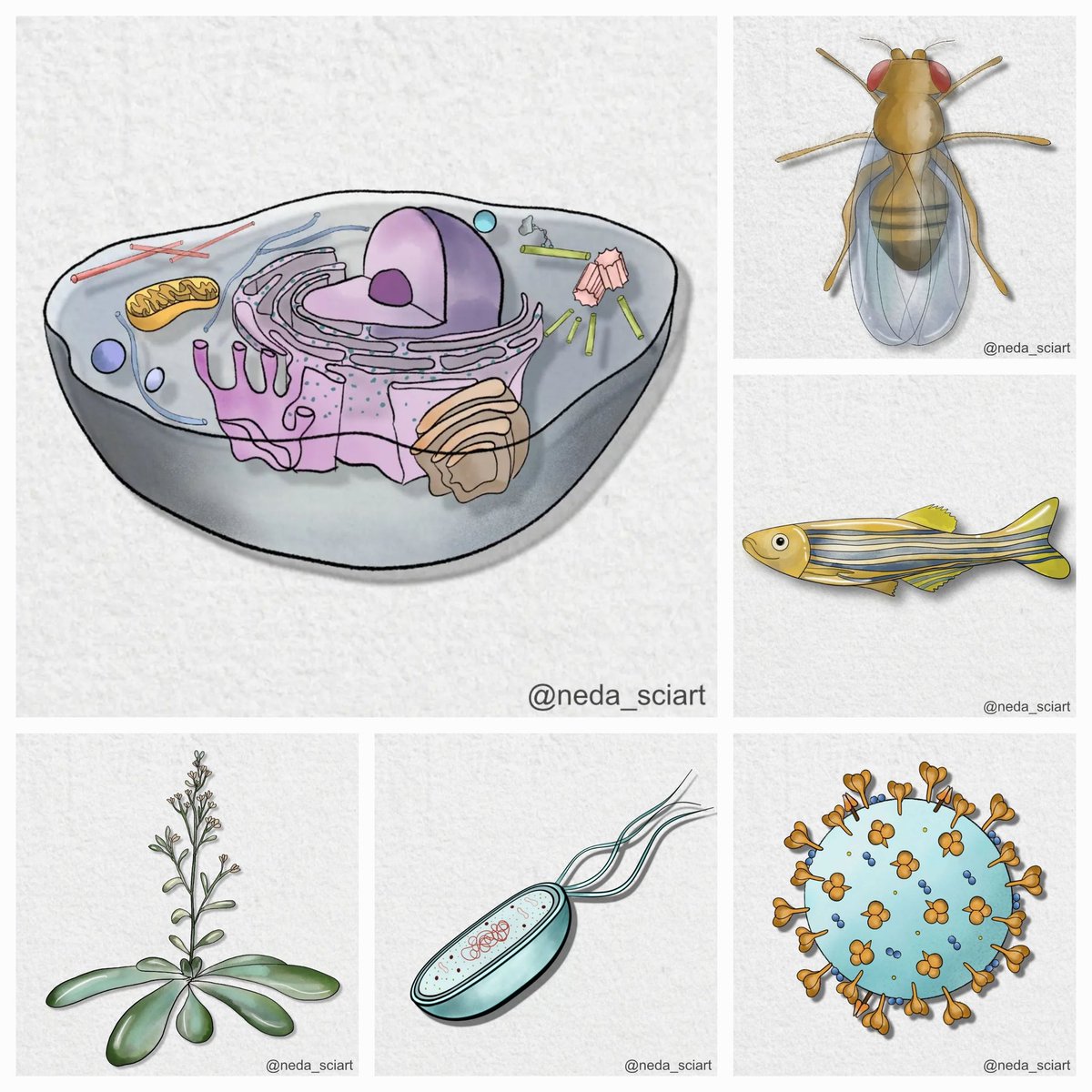 neda.sciart tweet media