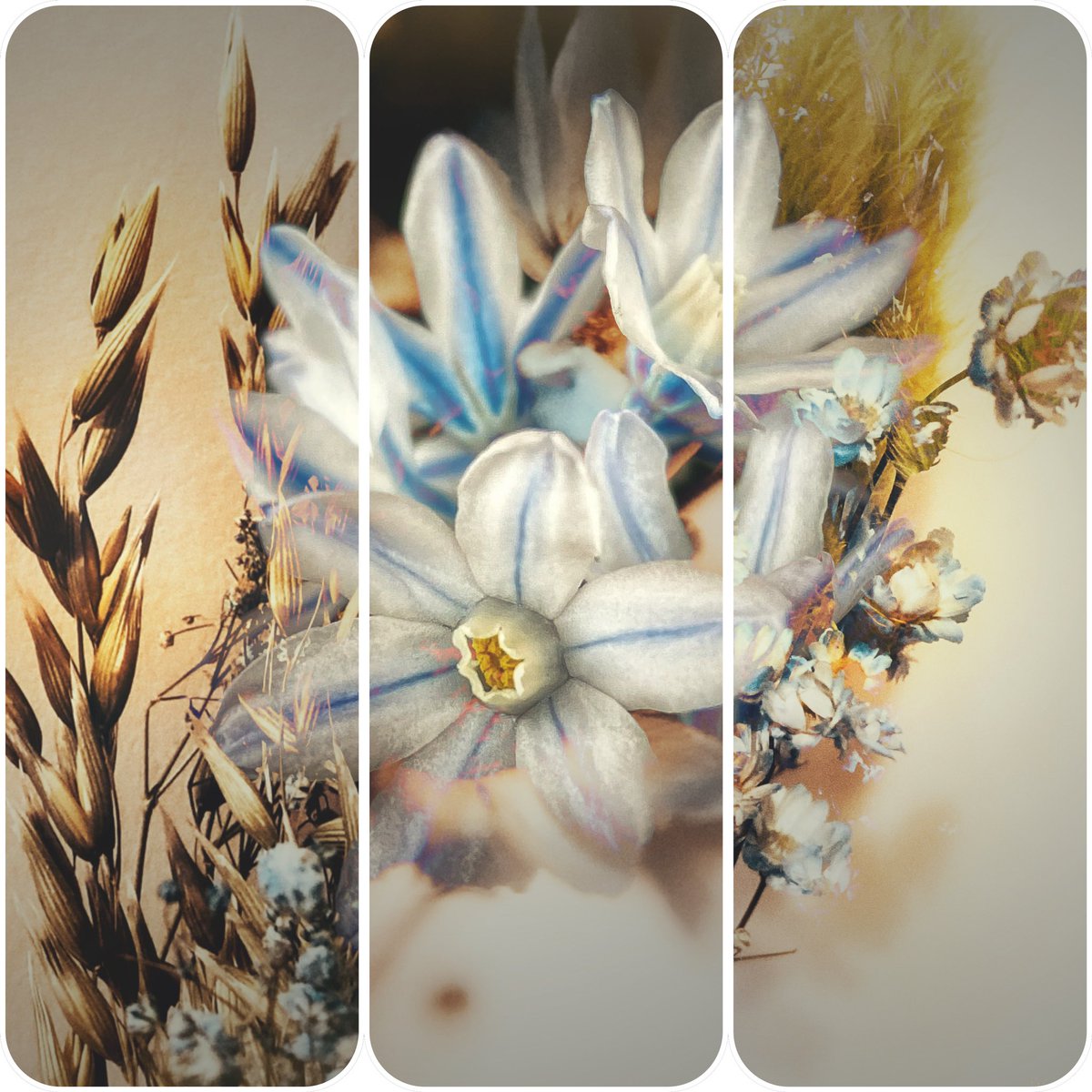 elfearsfoxsox's tweet photo. 🌸Floral Paradise: Puschinia

Blooms in abundance ~ A celebration of Life 🌸

✨Only 2 left✨

2 $XTZ

#photography #tezos #Flowers https://t.co/nBm9S65xoO