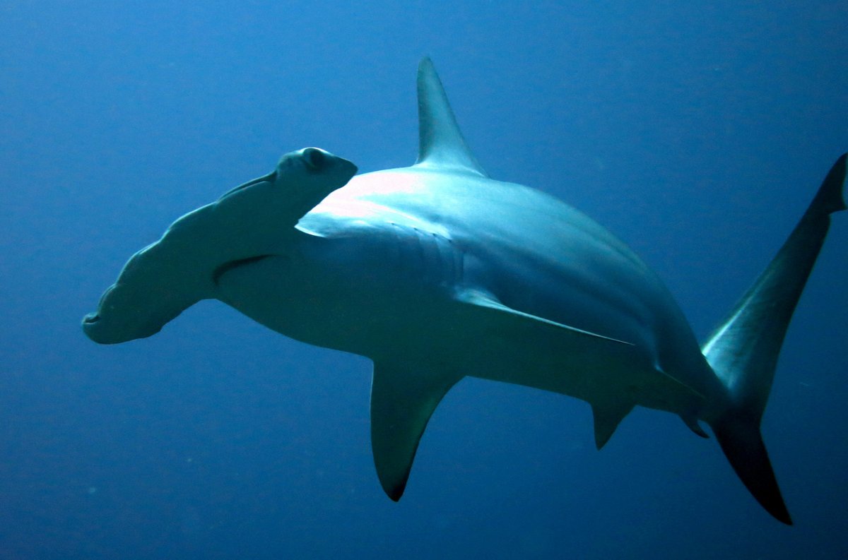 NCAquariumFF's tweet photo. #ScallopedHammerheads are moderately large sharks. Their most distinguishing feature is a "hammer-shaped" head. Sadly, two distinct population segments of the scalloped hammerhead shark are listed as endangered under the Endangered Species Act. #SAFEsharks https://t.co/t2Y8sTJIX7