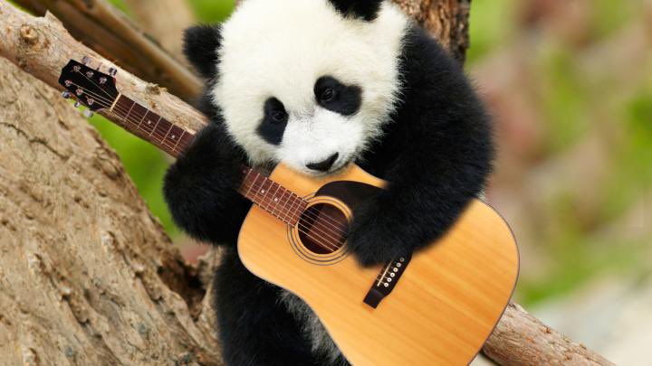 PandasDaily2's tweet photo. Did you guys know there’s actually a limited number of pictures of pandas on the internet? 
Anyway, here’s wonderwall https://t.co/bxUyMmXyhi