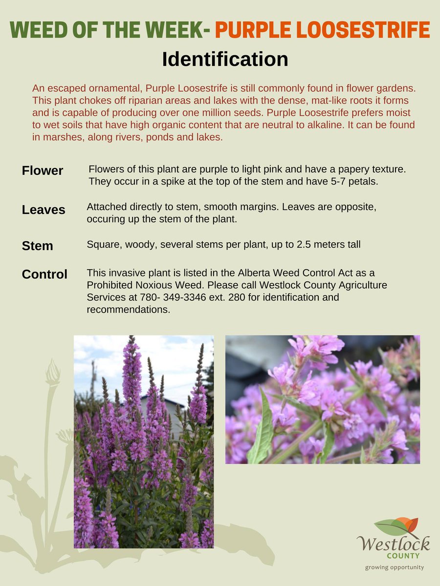 This weeks "Weed of the Week" is Purple Loosestrife.

Purple Loosestrife is commonly found in flower gardens, and can choke off riparian areas and lakes with the dense, mat-like roots.

Contact our Agricultural Department at 780-349-3346 for identification and recommendations.