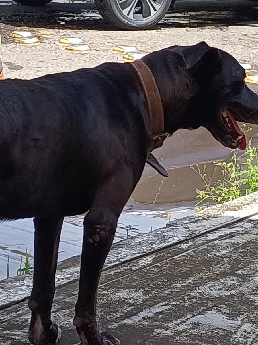 SOS !! Perrito extraviado, en el fraccionamiento "Jardines de Mocambo". Última ubicación vista por el hotel Four Points By Sheraton Veracruz. 11:05 Am. Trae collar, es negro tipo labrador. "Está lastimado de un ojo". No deja que se le acerquen.#BocaDelRío #Veracruz