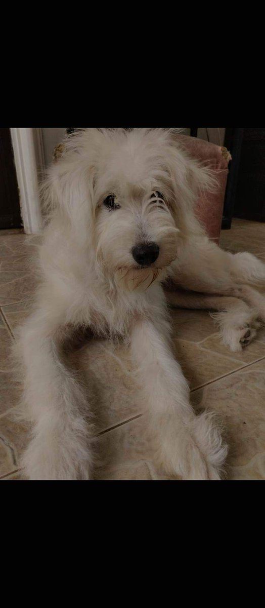 Brandon86701289's tweet image. 👇 #goldenretrieverlife #funnybulldog #FYP  
Original: NikiOfTheClouds