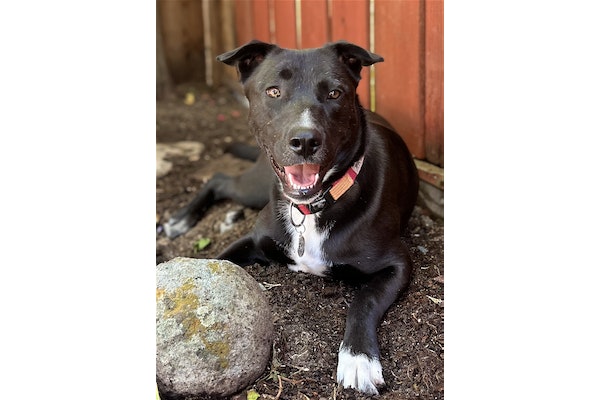 DPSRescue's tweet photo. Meet Butter: a 1-year-old Labrador Retriever mix with boundless energy! This playful 50lb pup seeks an active owner to share exciting adventures. Butter would thrive with a dedicated, patient, and loving home. πΎ #AdoptButter #LabMix #DPSRescue
https://t.co/r9choDjvYL https://t.co/mMW1MyfgEk