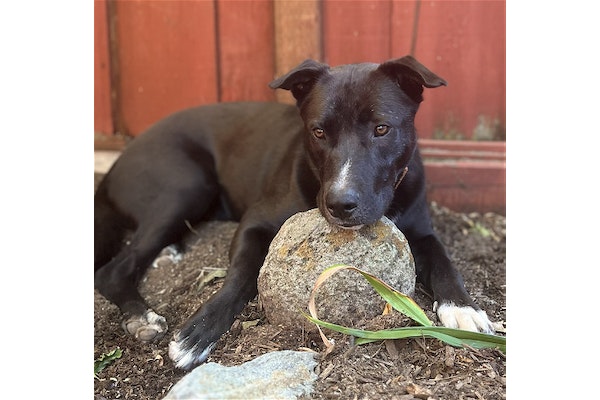 DPSRescue's tweet photo. Meet Butter: a 1-year-old Labrador Retriever mix with boundless energy! This playful 50lb pup seeks an active owner to share exciting adventures. Butter would thrive with a dedicated, patient, and loving home. πΎ #AdoptButter #LabMix #DPSRescue
https://t.co/r9choDjvYL https://t.co/mMW1MyfgEk
