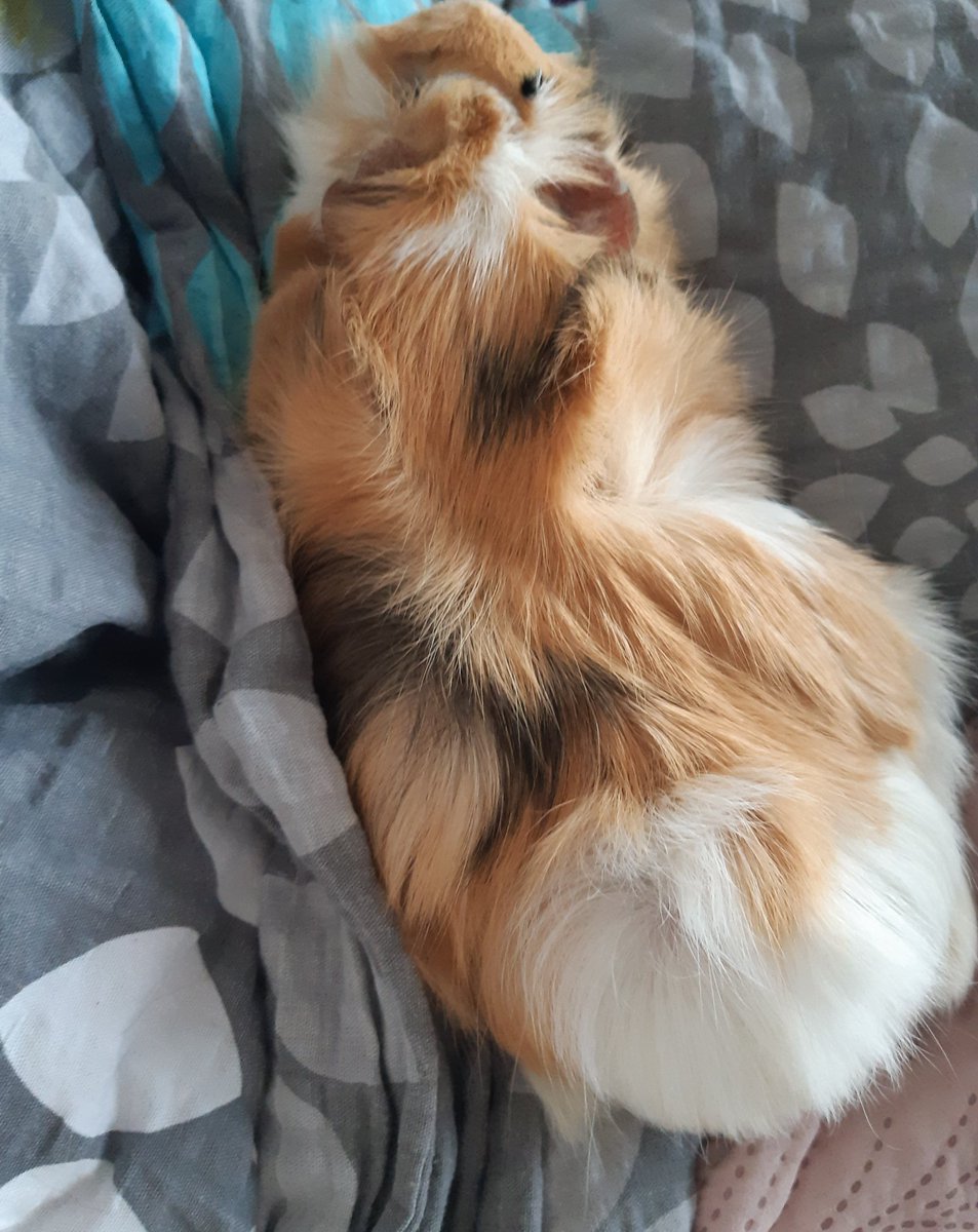 Kat__Coffee's tweet image. #foch