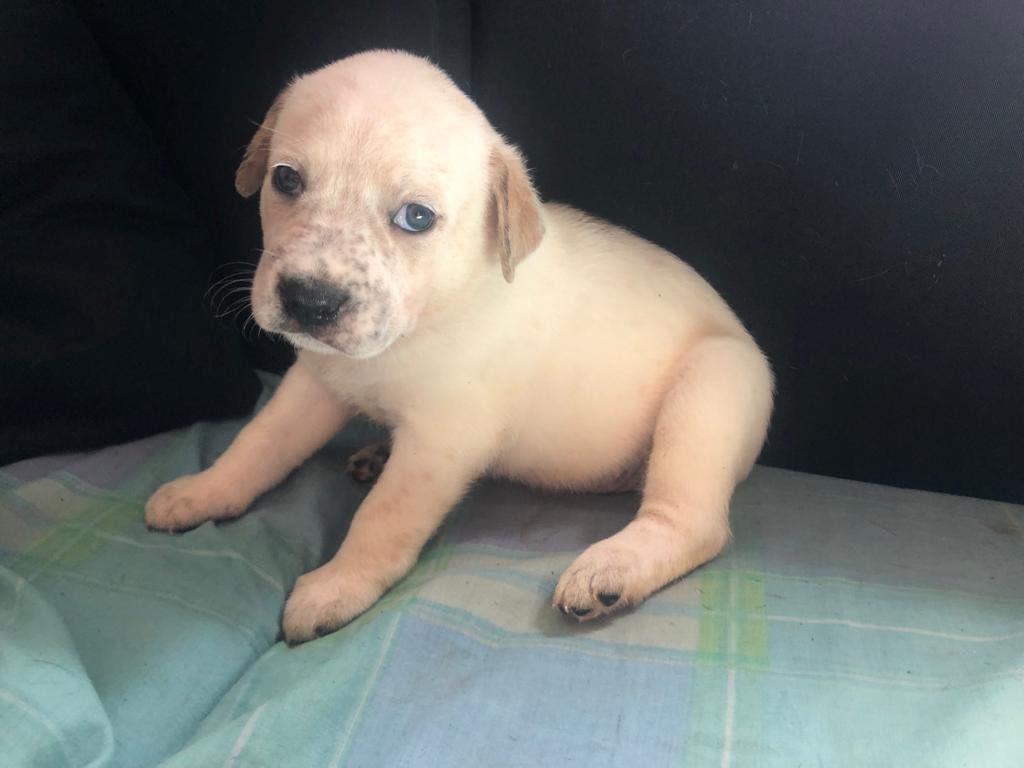 life4pitbulls's tweet photo. Esta bellísima bebita 🐣 es BRUNA, una peque de 1️⃣ mes y medio de edad, fruto de una camada indeseada, que busca un hogar amoroso 🥰 para toda la vida. Será de tamaño mediano/grande.

Nos ayudas a encontrárselo??😉

P.S..: en adopción sólo en zona de Barcelona o Madrid. https://t.co/sSun9XjuYZ