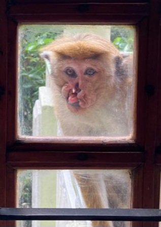 As Oral and Maxillofacial Surgeons, We see cleft lip and palate (CLCP) babies every day in our clinics. How often do you see animals with cleft lip deformity?......
Credit to my Aunt (Aruni Tilakaratne) for capturing this....
CLCP deformity in toque macaque (Macaca sinica /රිළවා)
