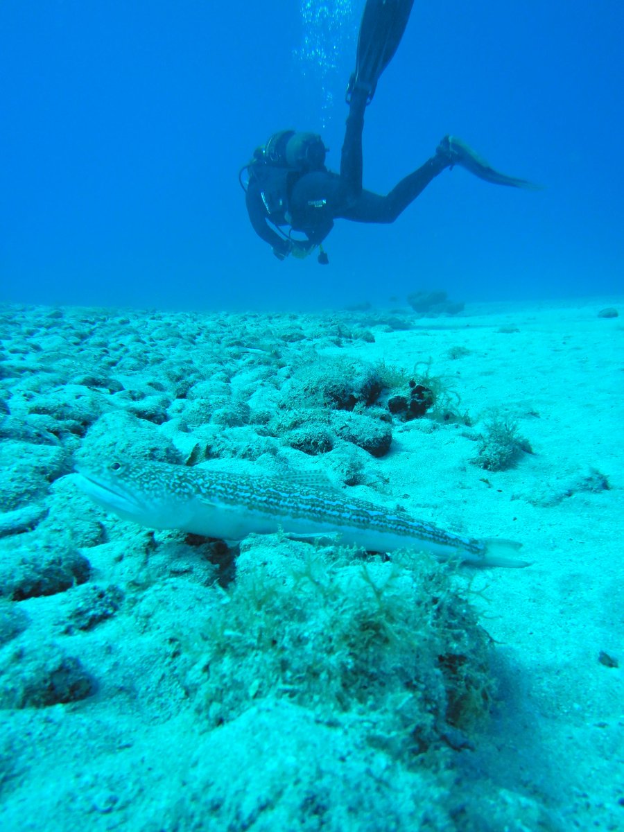 Padi Diver Alberto tweet media