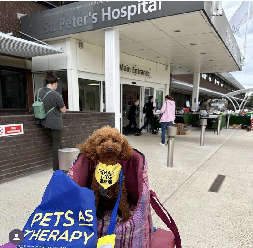 SLT_ASPH's tweet photo. @JessRose2210 @ASPHFT The stroke team had a visit from Lily (the cutest @PetsAsTherapyUK dog). @ASPHstrokerehab patients are loving their weekly visits 🐶 @RCSLT #mySLTday https://t.co/I0KDafmOMF