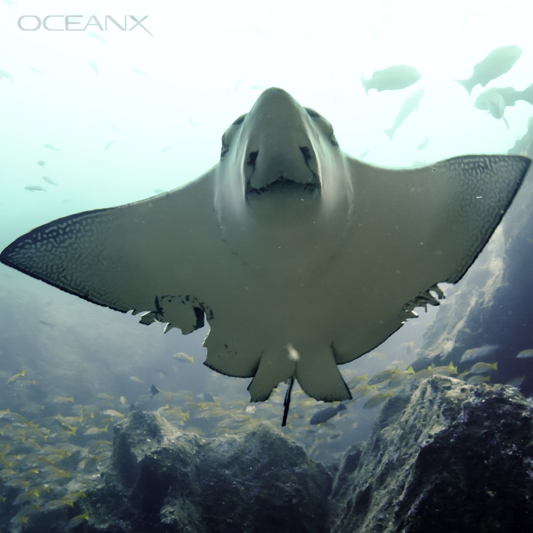 It's a bird! It's a plane! It's... an #eagleray? These #rays cast an impressive Batman-like silhouette with a wingspan up to 3 meters (10 feet) wide! For any above water fans that came across our 'eagle' post, that's equivalent to a California condor gliding through the water!