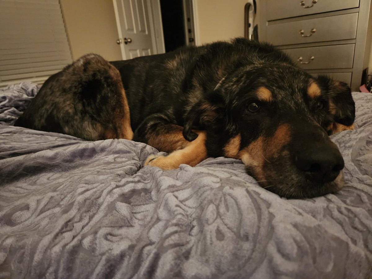 mo_peepstx's tweet photo. @PetSmart doesn't carry the cute XL dog collars anymore :(. Where else can I buy these? My boy is big but very dapper! #LargeDogProblems #LargeDogsAreCuteToo #BigBaby #Catahoula https://t.co/mUKqEdrng3