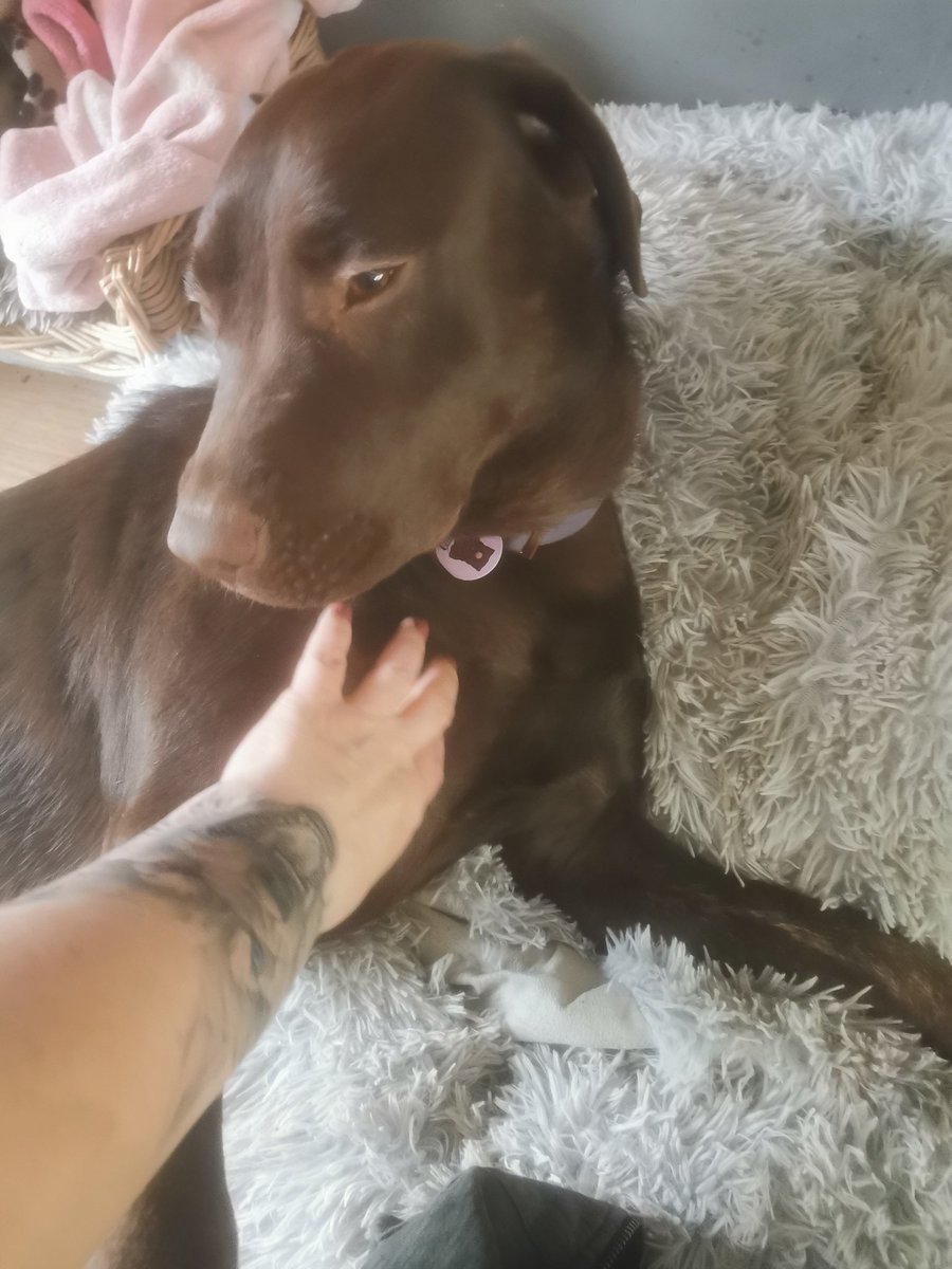 kezmcv's tweet photo. Some much needed cuddles with my sisters dogs, always helps to make things that little bit better. https://t.co/lfPIUldEoh