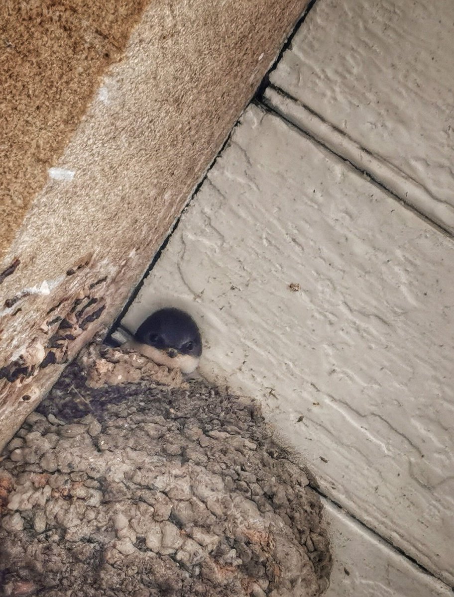 MartinDearden's tweet photo. Housemartin Update. The wee ones are nearly ready for their inaugural flight I feel.

Once it stops piddling it down....

#housemartins #Springwatch https://t.co/kss97gDLGw