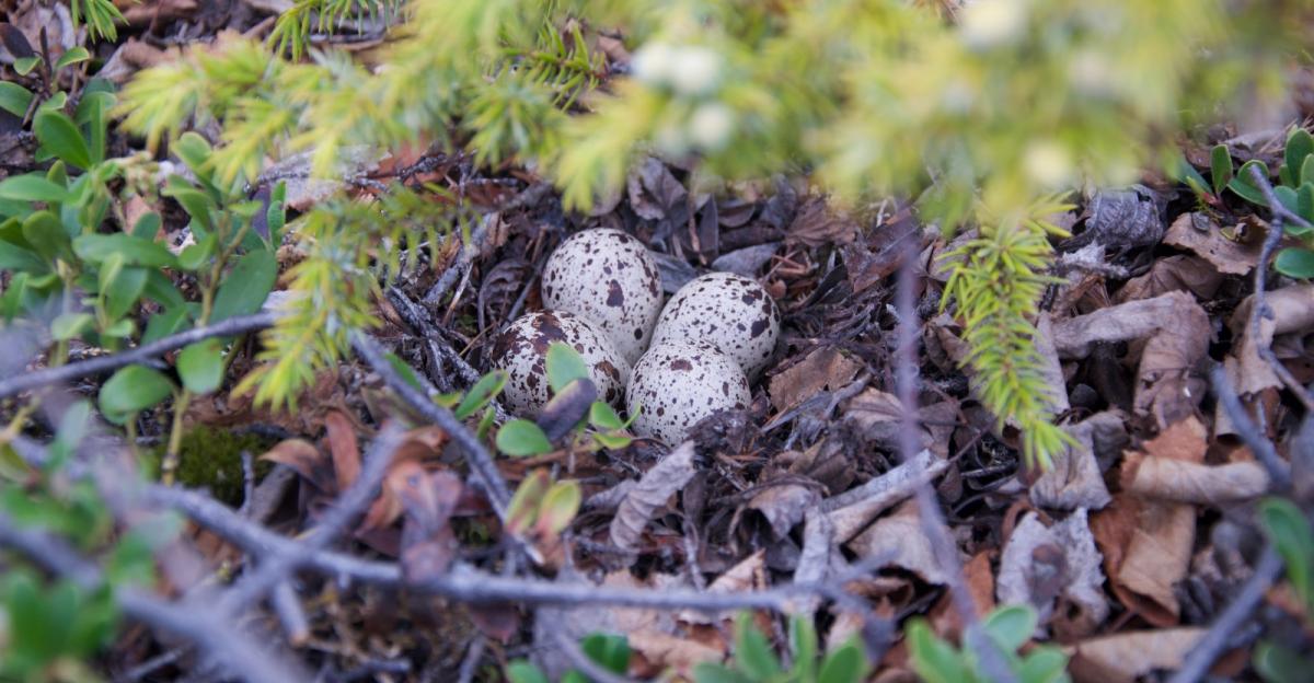 On a long paddling sojourn from Yellowknife to the East Arm, birding became a surprising and pleasant distraction. buff.ly/3Q41nOW