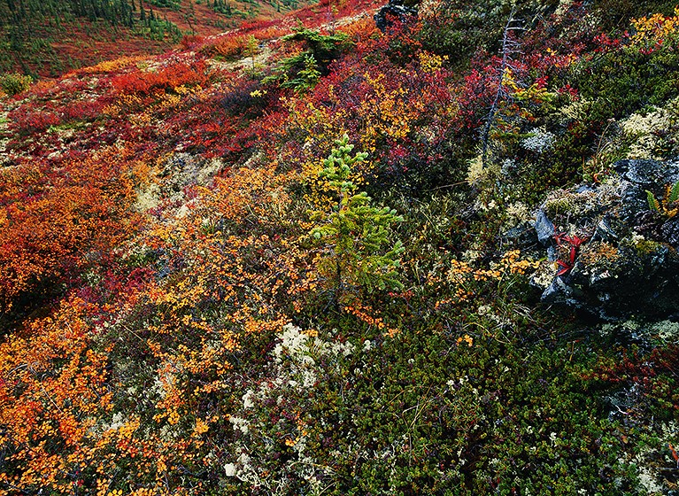 RobertGKetchum's tweet photo. Denali: Crown Jewel of Our National Parks by Robert Glenn Ketchum https://t.co/7EHPxsDzQ3 https://t.co/dIO1pvllPJ