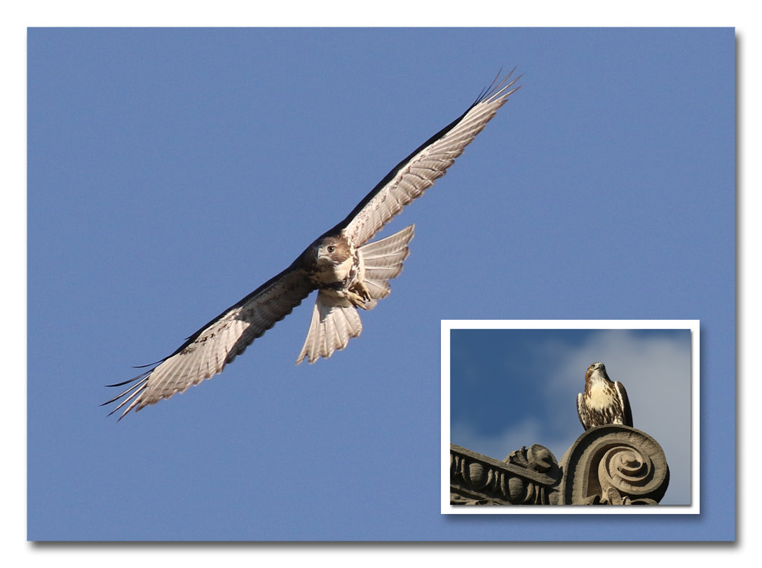 Focused on higher education, this juvie RTH soars over #columbiauniversity in #morningsideheights .