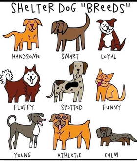 Celebrating National Mutt Day 
today &amp; every day!
❤️ 💙 🧡 💛 💜 💚 
Adopt a mutt (or another mutt) 
of your very own:
pets.georgetown.org/available-pets/.