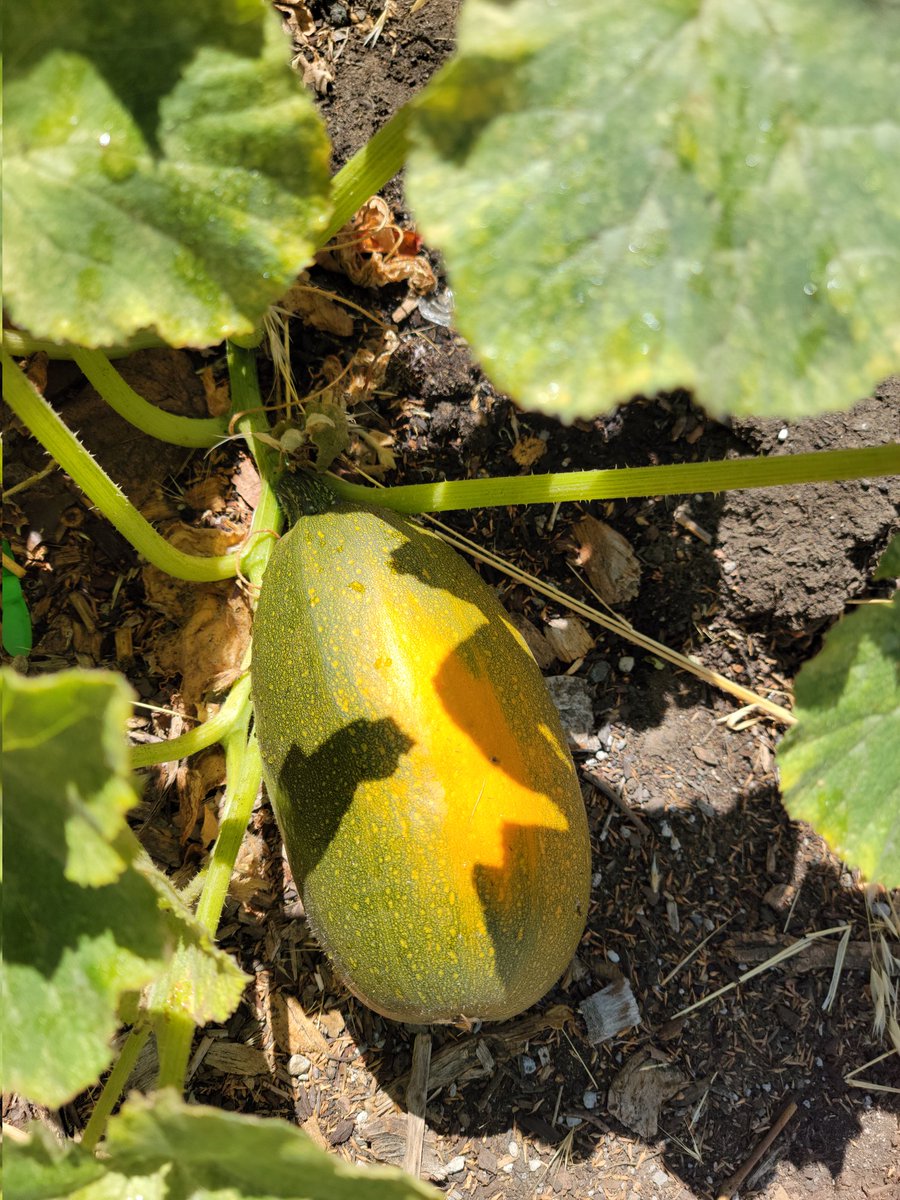 SunTerraceASP tweet media