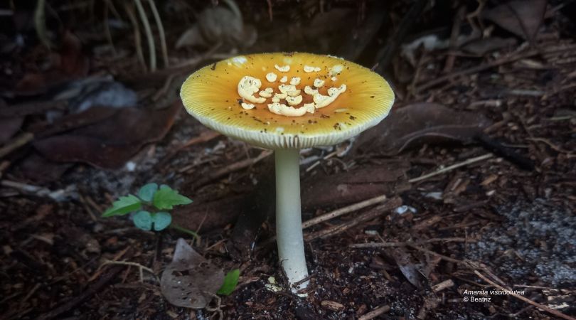 🍄 Join us in exploring the vital efforts of the newly formed IUCN SSC Brazil Fungal Specialist Group, @iucnfungibrazil, as they tackle urgent conservation issues in this insightful article from @OryxTheJournal: doi.org/10.1017/S00306… 💚🇧🇷 #Conservation #Fungi