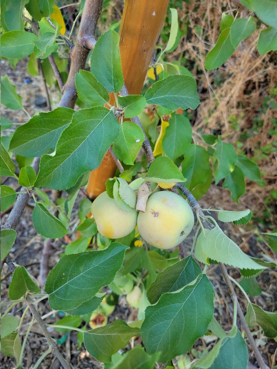 First day of early back and our kids have found pumpkins, apples, squash and strawberries
@nicolecareselp <a href="/SunTerraceSTEM/">Sun Terrace STEM School ☀</a>