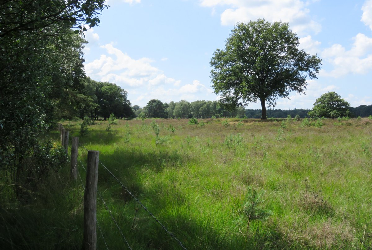 ElisaGoudriaan's tweet photo. Deel 655: eens een uitstapje buiten Solleveld gemaakt: wandelen van #Baarn naar #LageVuursche. Niet zoveel dieren gezien helaas, maar wel mooie landschappen in #DeStulp, met al bloeiende #dophei. Én....een #hazelworm! https://t.co/TFr5ZUVjuN