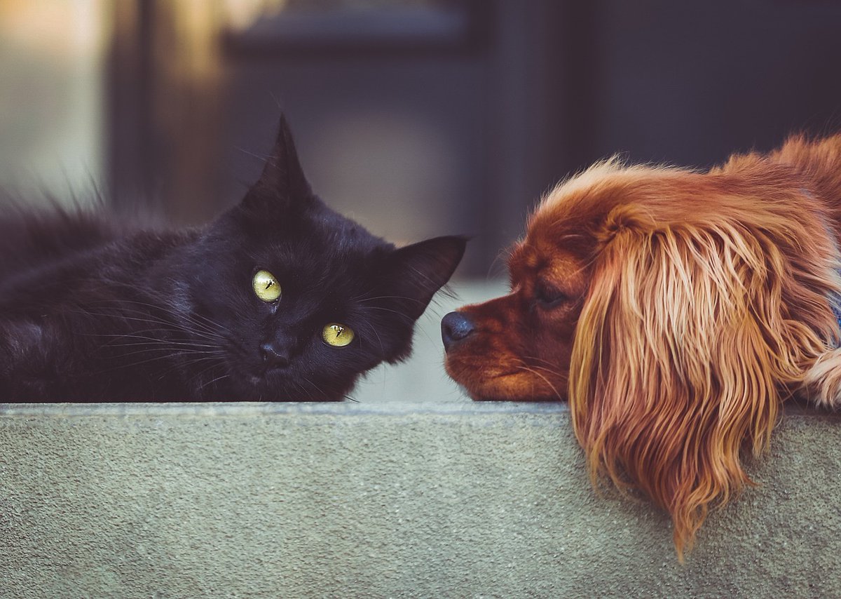 Share your pet pics for #NationalMuttDay! 🐱🐶🐹 #adoptdontshop #saliveksat #pets