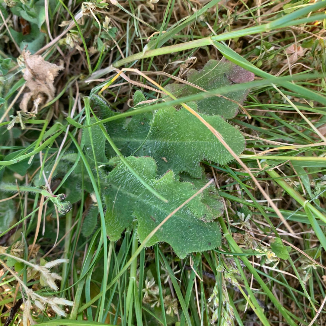 Cat Ear - Also known as false dandelion because of its flower. It’s a safe feed, a very nutritious weed commonly found in grassy areas like lawns, grassland, verges. 3 different types -  smooth, hairy and giant, but all look similar and are safe, including eating the roots.