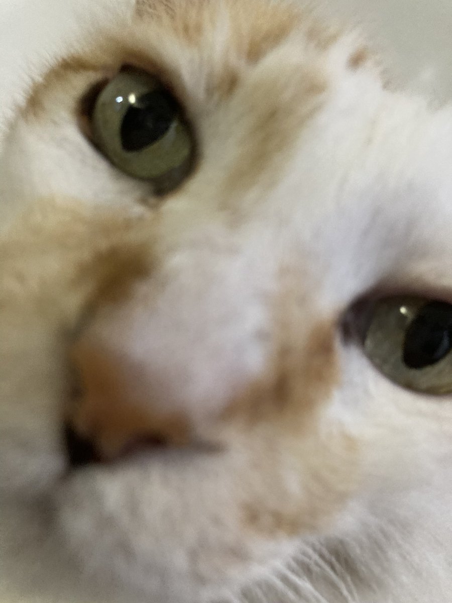 arquemoon's tweet photo. gatos. https://t.co/4RkJtpxHRo