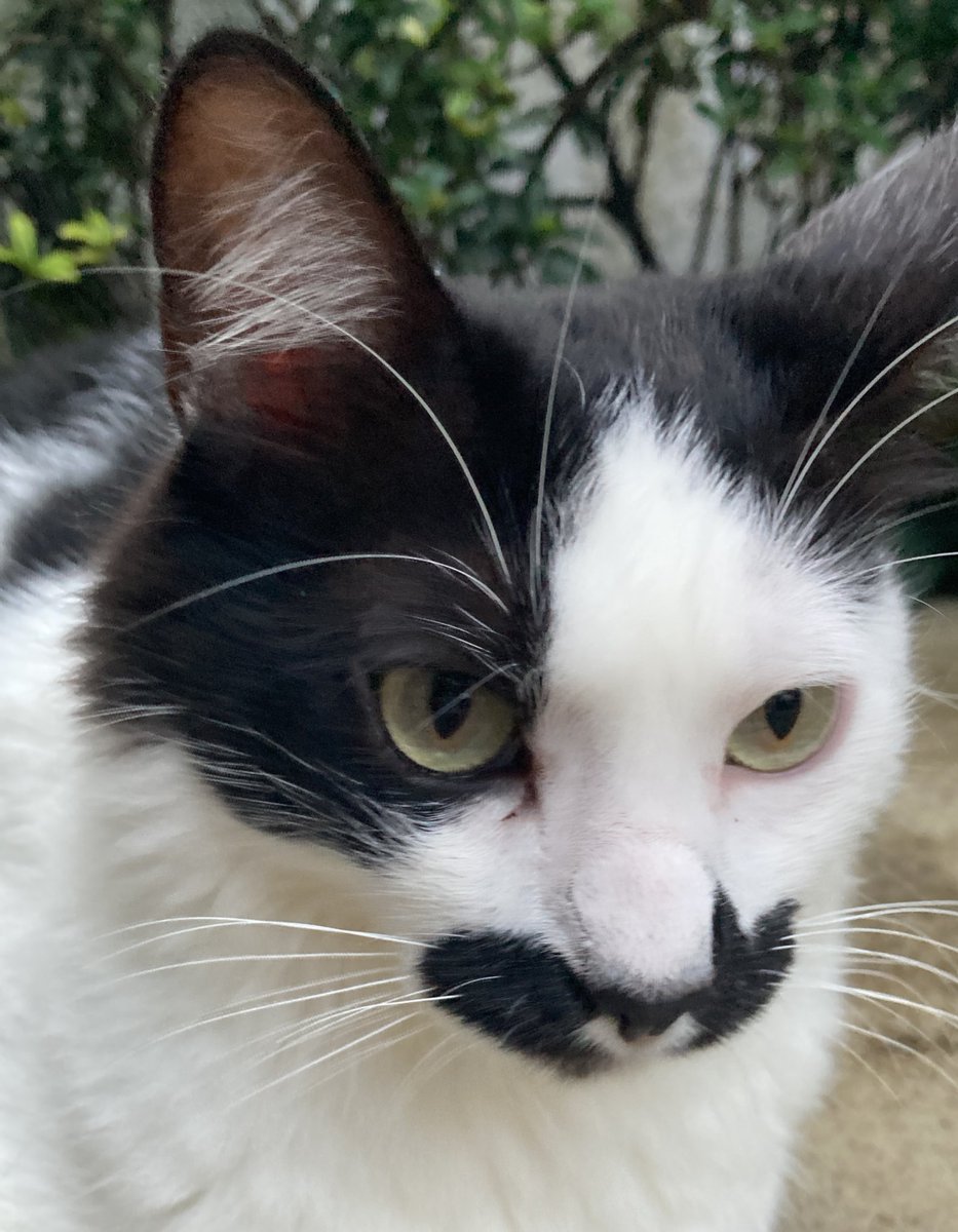 arquemoon's tweet photo. gatos. https://t.co/4RkJtpxHRo