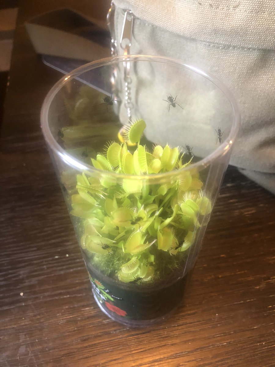 My wife <a href="/julia_teeter/">JewlzArtCreations 🎨 🖼</a> got me this!  I love it and my niece came over and can’t put it down. #veniceflytrap