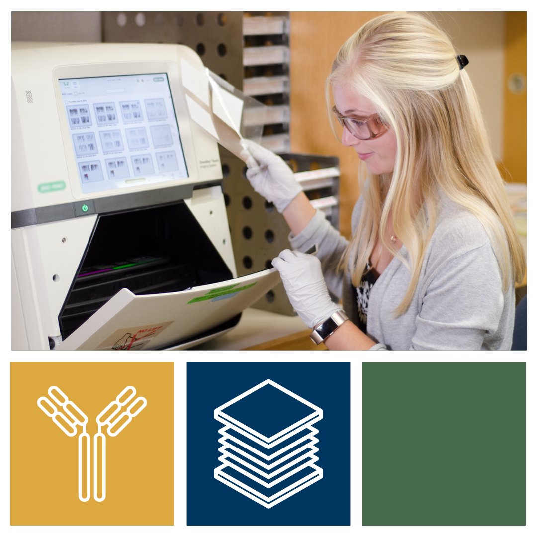 CellSignal's tweet image. Don’t struggle with a messy #westernblot. Download the Western Blot Guide to find tips and tricks, so you can achieve optimal results. hubs.ly/Q01Z7xf40
