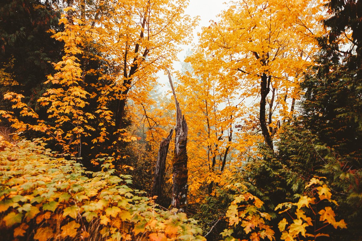 johncwingfield's tweet photo. Shades of autumn, on 35mm film https://t.co/GtX5WmKkQC