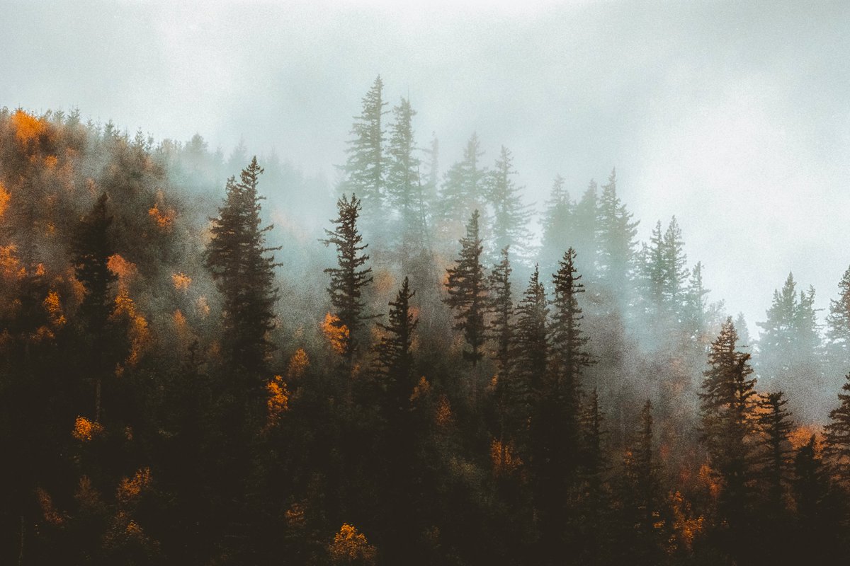 johncwingfield's tweet photo. Shades of autumn, on 35mm film https://t.co/GtX5WmKkQC
