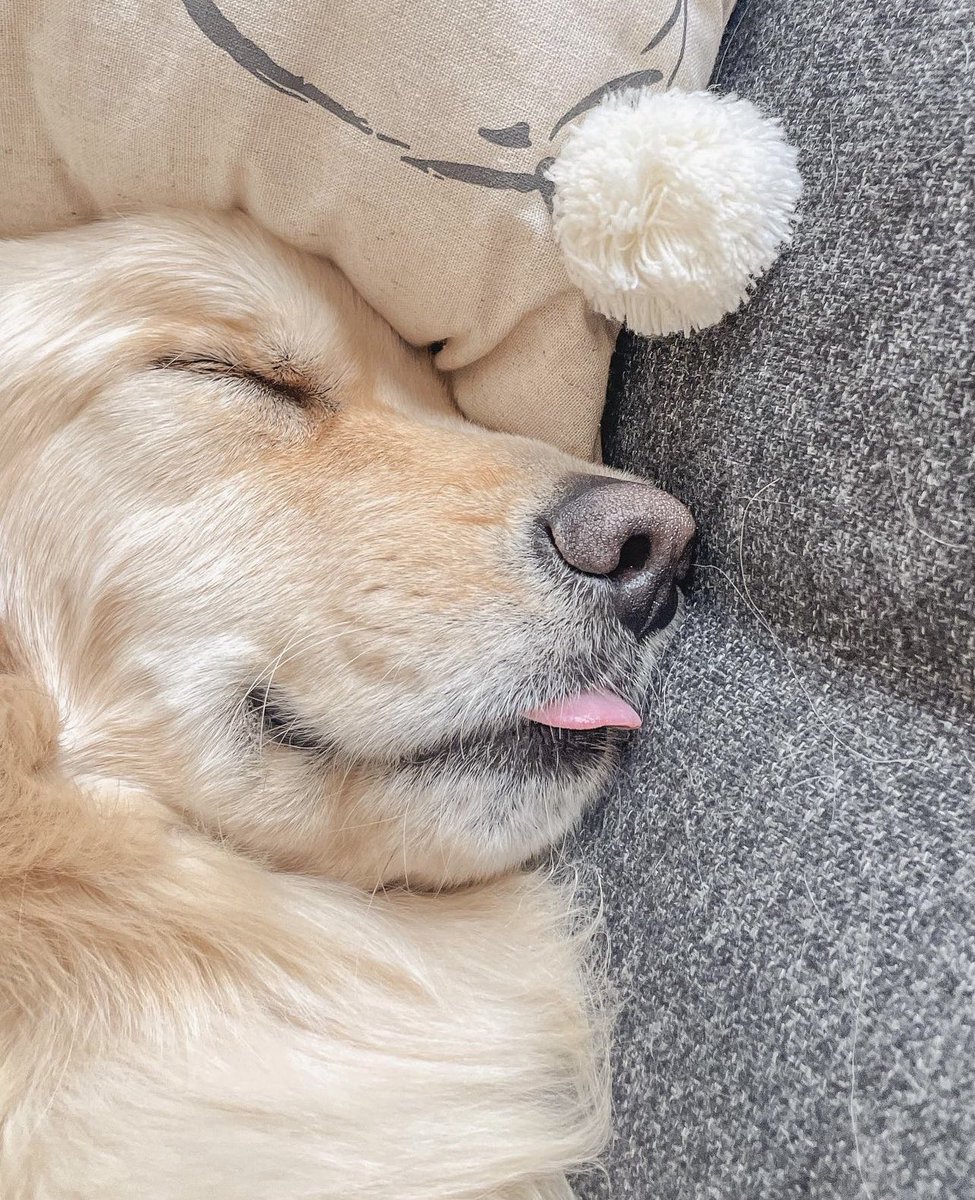 The sign of a successful weekend…

I’m pooped!

The heat get to anyone else??

#dogsoftwitter #goldenretriever