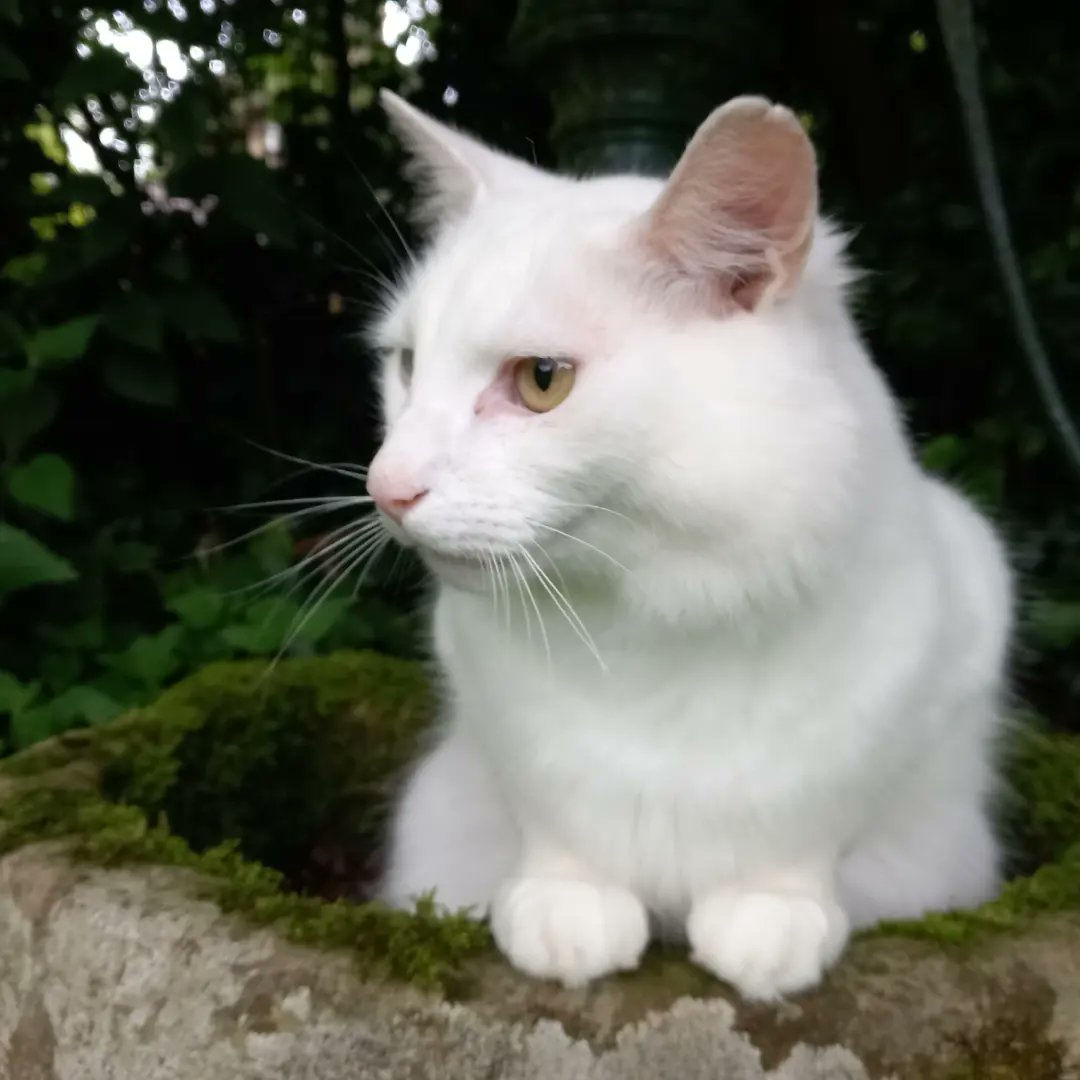 lazyperfection's tweet photo. Shiro on the village water pump #CatsOfTwitter #whitecat #posingcat #catsonwaterpumps #cat https://t.co/LqTjt9bUTm