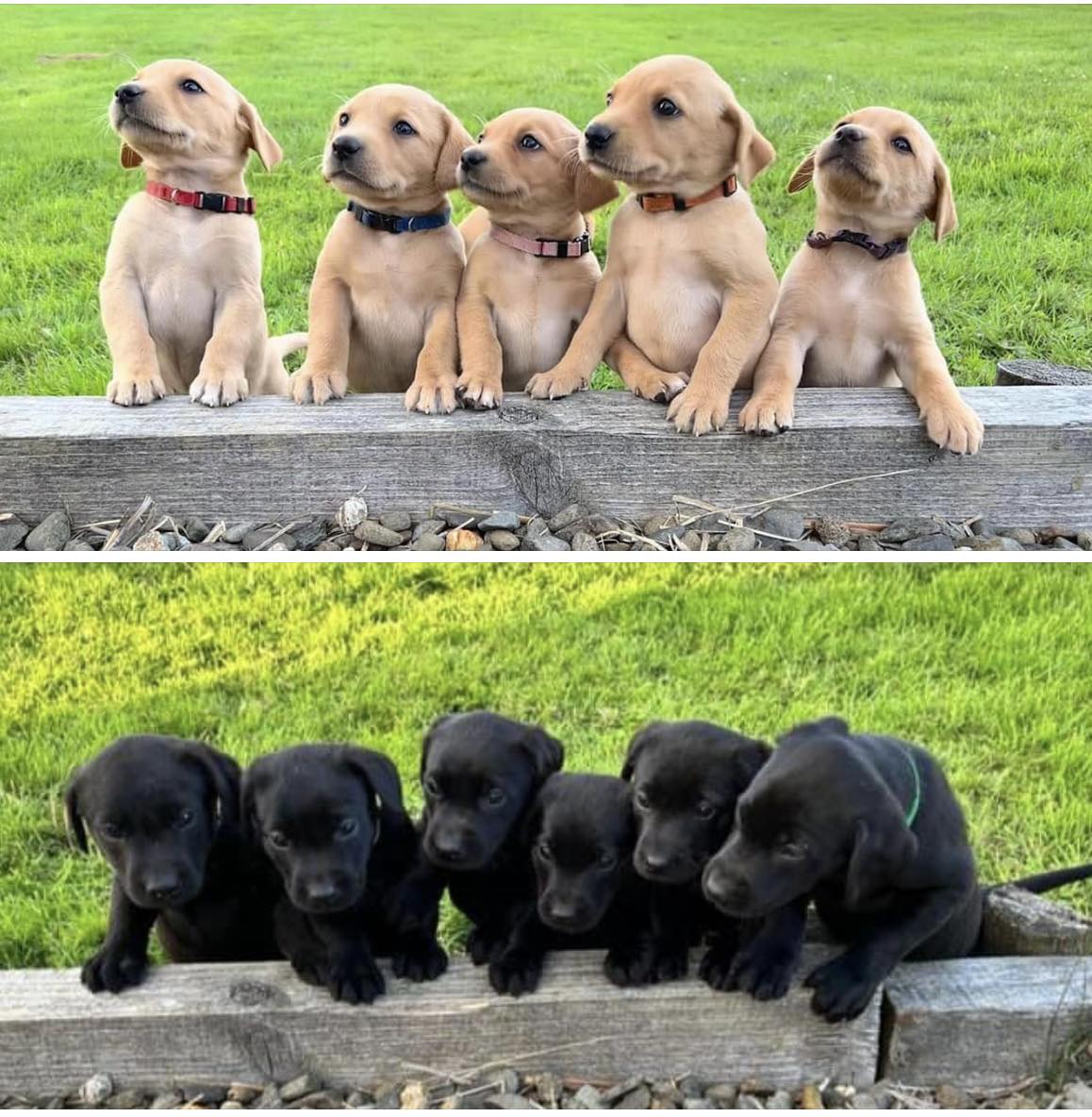 rhysmorgan16's tweet photo. 🐶👀🏡😍 https://t.co/lgmphgCPNi