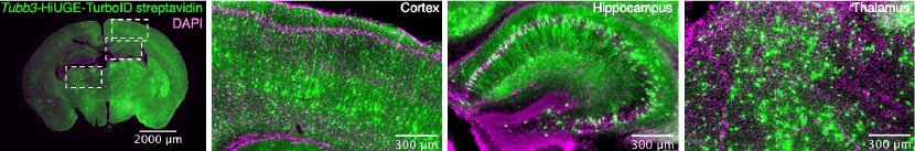 Proximity proteomics goes native! Now available on Addgene! -Our new HiUGE plasmids for gene editing and BioID of endogenous protein complexes in vivo. See also our updated BioRxiv manuscript: biorxiv.org/content/10.110…