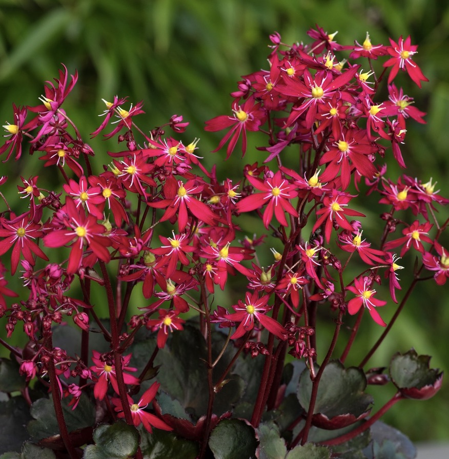 HartsideNursery's tweet photo. We will be at Dalswinton Mill on Sunday 6th August with a range of plants for sale, some of the "New" Autumn Flowering Saxifrages, plus Ferns, Roscoea's and Autumn Flowering Gentians, plus a range of Alpines etc. A wonderful garden to visit - open under Scotland's Garden Scheme. https://t.co/4QfxoqBjaC