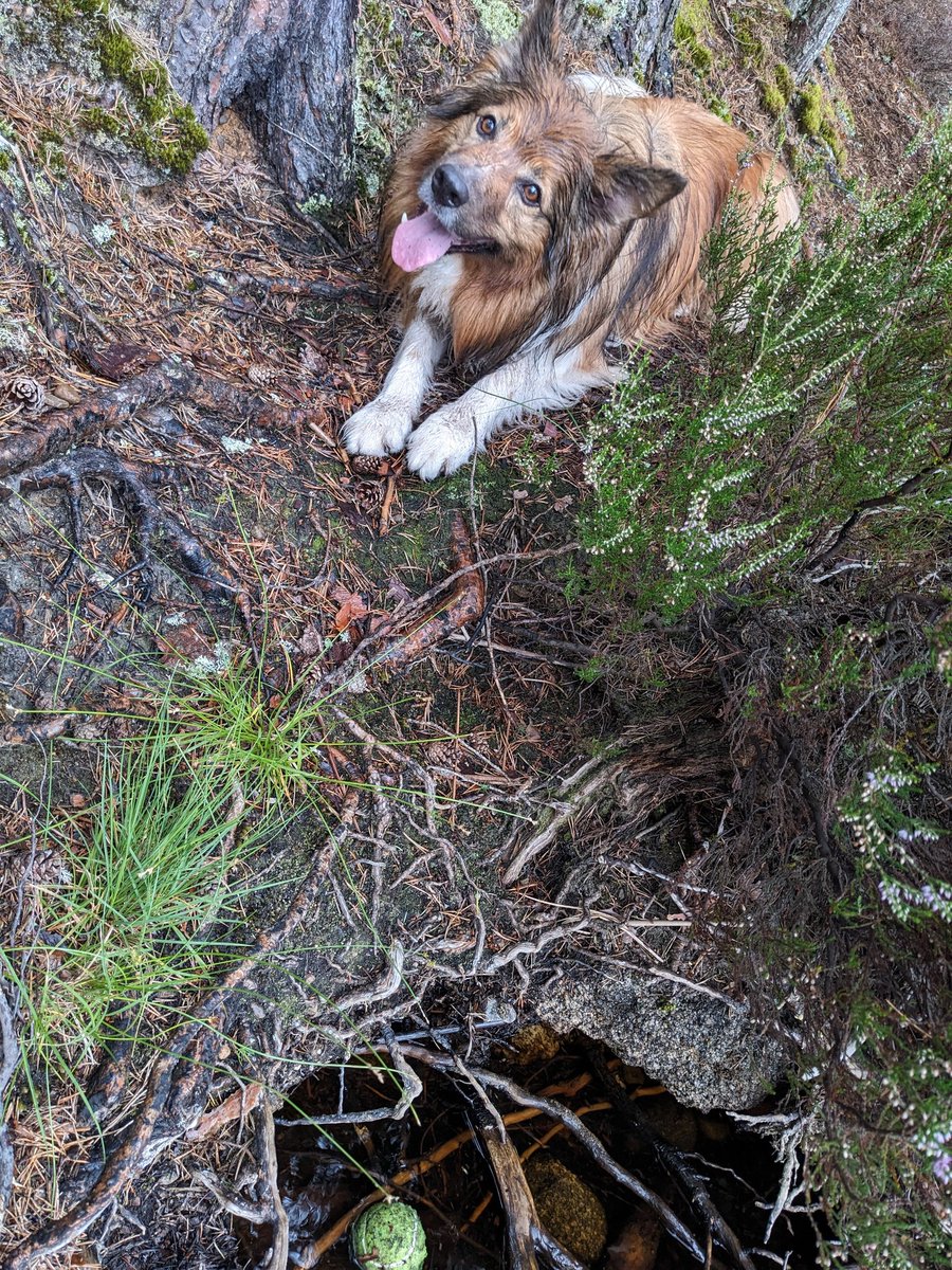 CamasTheCollie's tweet image. It&apos;s definitely not my fault that the ball ended up in the water. What are you going to do about it? 🐾🐾⚾💦😏
#BorderCollie
#FetchIt
#NotALabrador
#MondayMotivaton