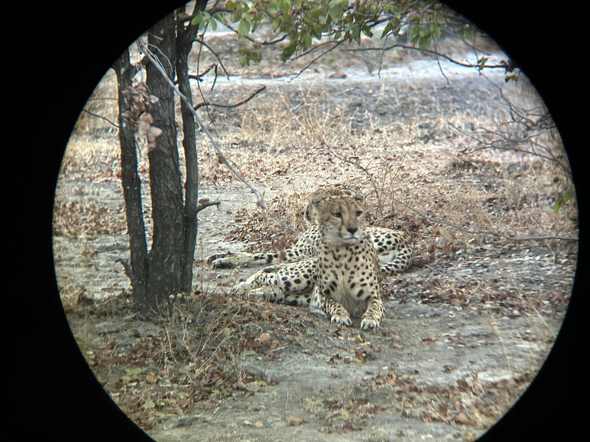 AndreaLedward's tweet photo. Truly incredible National Park in Malawi managed by @CAWSMW with reintroduced lion and cheetah, removed 31000 snares and close work with local communities. #mvuu https://t.co/3GJkLm8VIJ