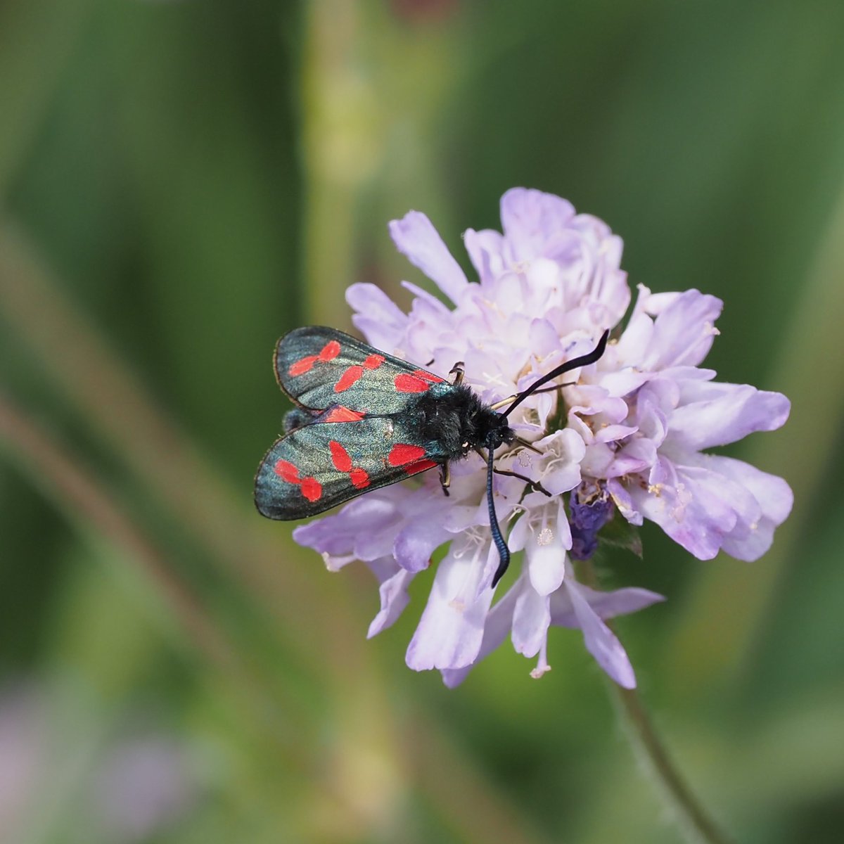 #OlympicPark 6 Spot Burnet Moth