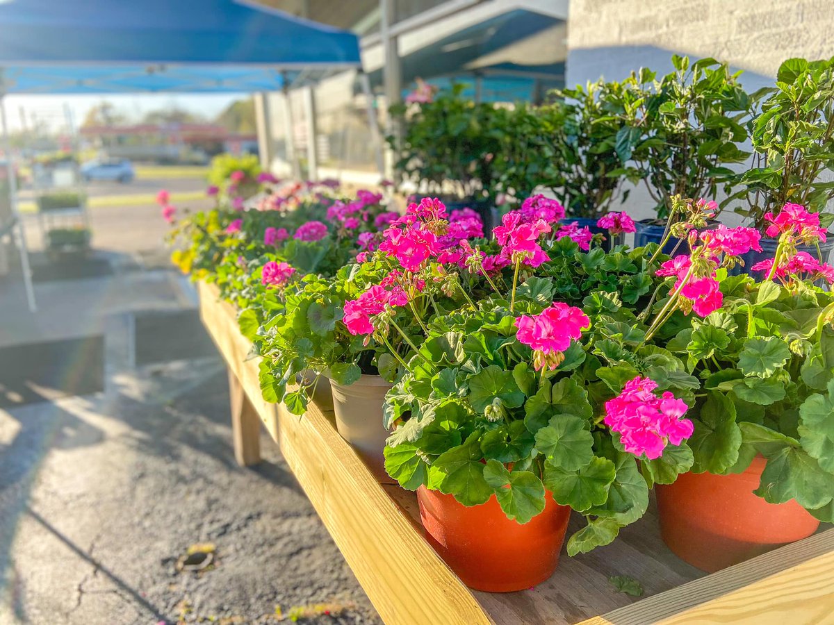 Originally known for their sweet Smith County watermelons, Kylie Melons has been serving it’s customers for almost a decade with the best produce, plants and specialty products! Located in Canton, MS at the intersection of HWY 16 and HWY 43!