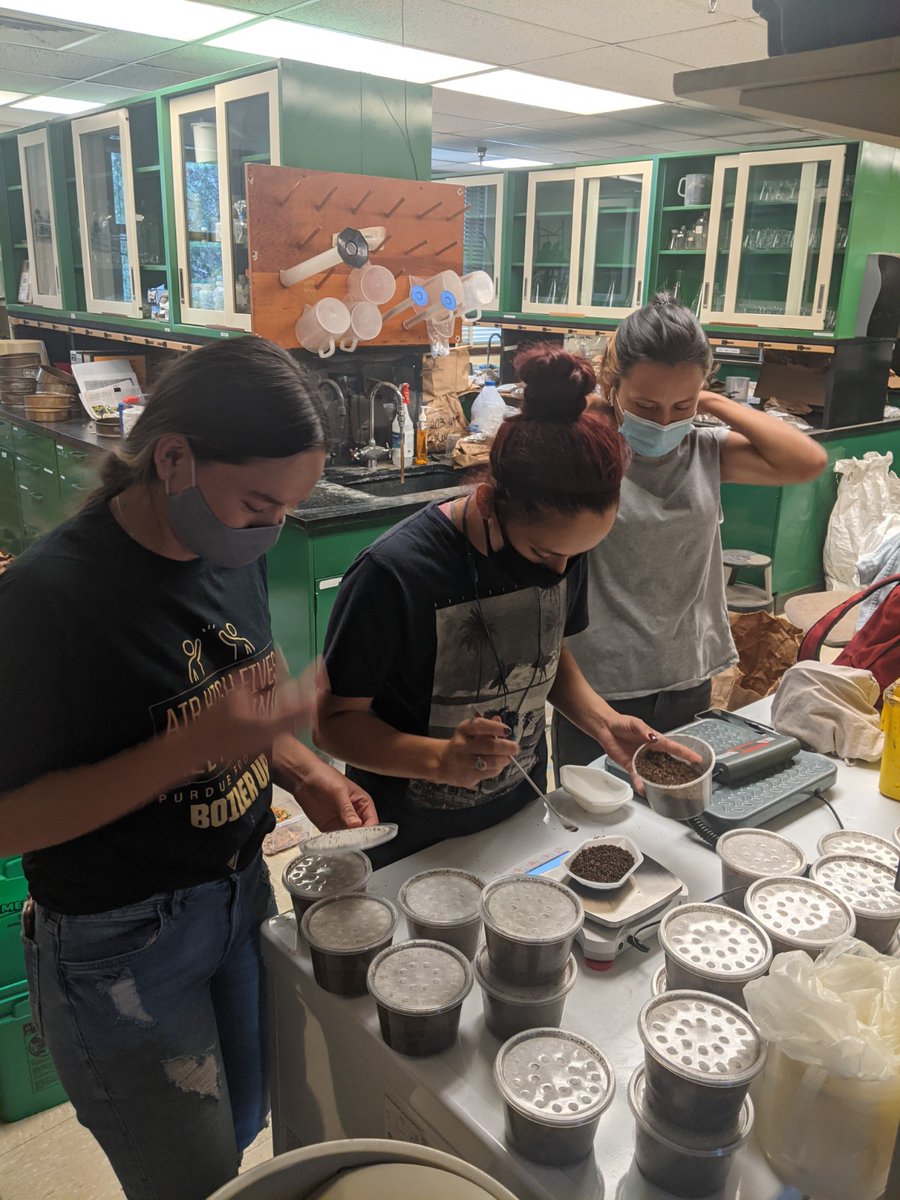 NCWeedScience's tweet photo. In fall of 2021, we began small-scale trials to determine the impact black soldier fly composting has on weed seeds. The work was conducted as @Luzcardon11's visiting undergraduate research project and in collaboration with @PurdueInsects' @Ingwell_vegIPM. 1/4 https://t.co/JR5CSMnipz