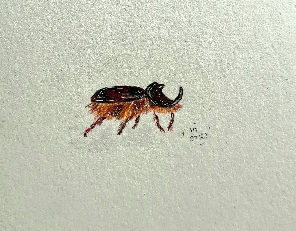 A Rhino Beetle for the last day of #SummerBuggin. Thank you so much @caseybella3, @ksneathart and @artyreg77 for this amazing prompt list! It was so much fun to take part!🐞🐛🦋 #kleineKunstklasse