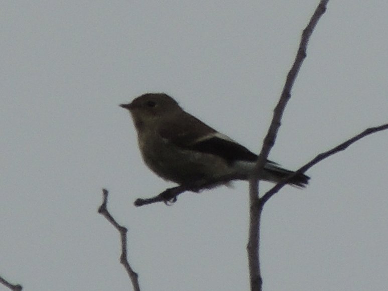 Wow! Pied flycatcher on #WoodhouseMoor this morning. Patch first and my first of the year. 🎉🎉
Cropped photo of a distant bird on a dark morning - but yup, it's looking the part. 
#Birdtrack #patchbirding #Leeds