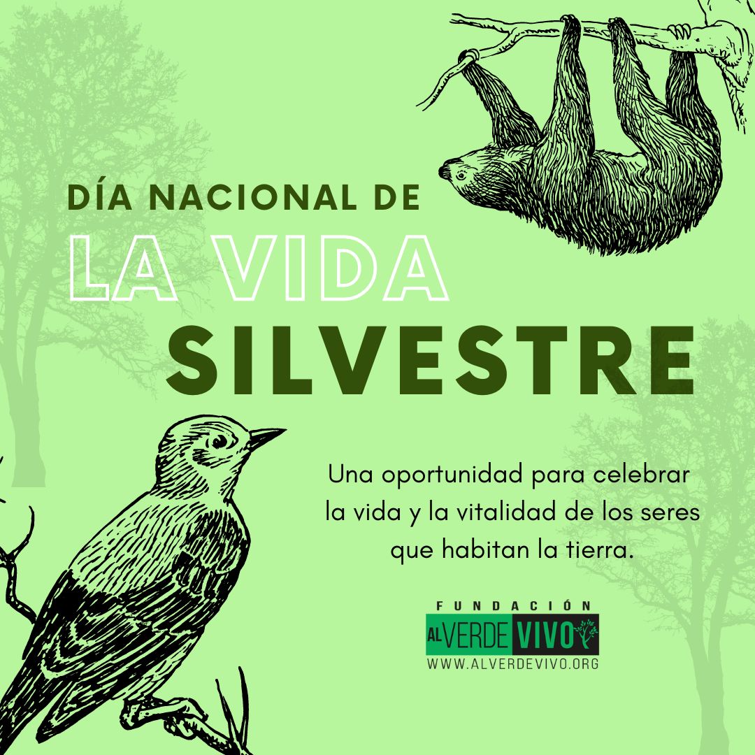 En este Día Nacional de la Vida Silvestre, recordemos que cada ser vivo en la naturaleza es una obra maestra, única e irremplazable. 💚🦁🐬🌿 #VidaSilvestre #DíaNacionalDeLaVidaSilvestre